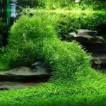 Akvárium a kobercové rastliny