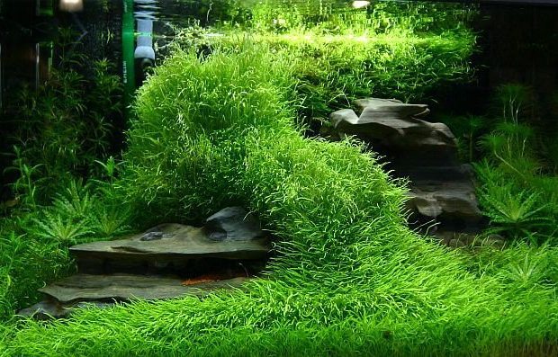 Akvárium a kobercové rastliny